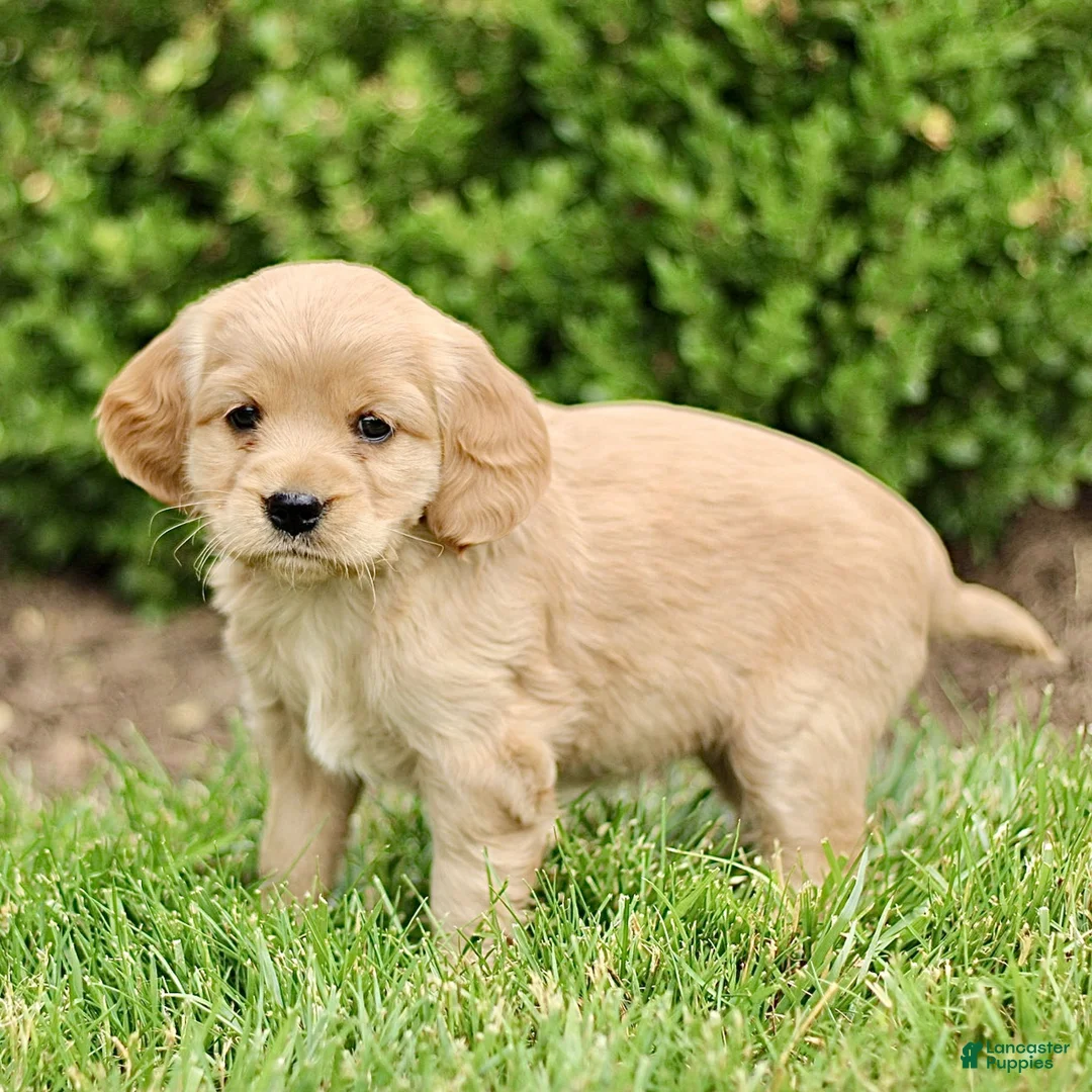 Miniature Golden Retriever dogs for sale: Tessa  - Ad 2