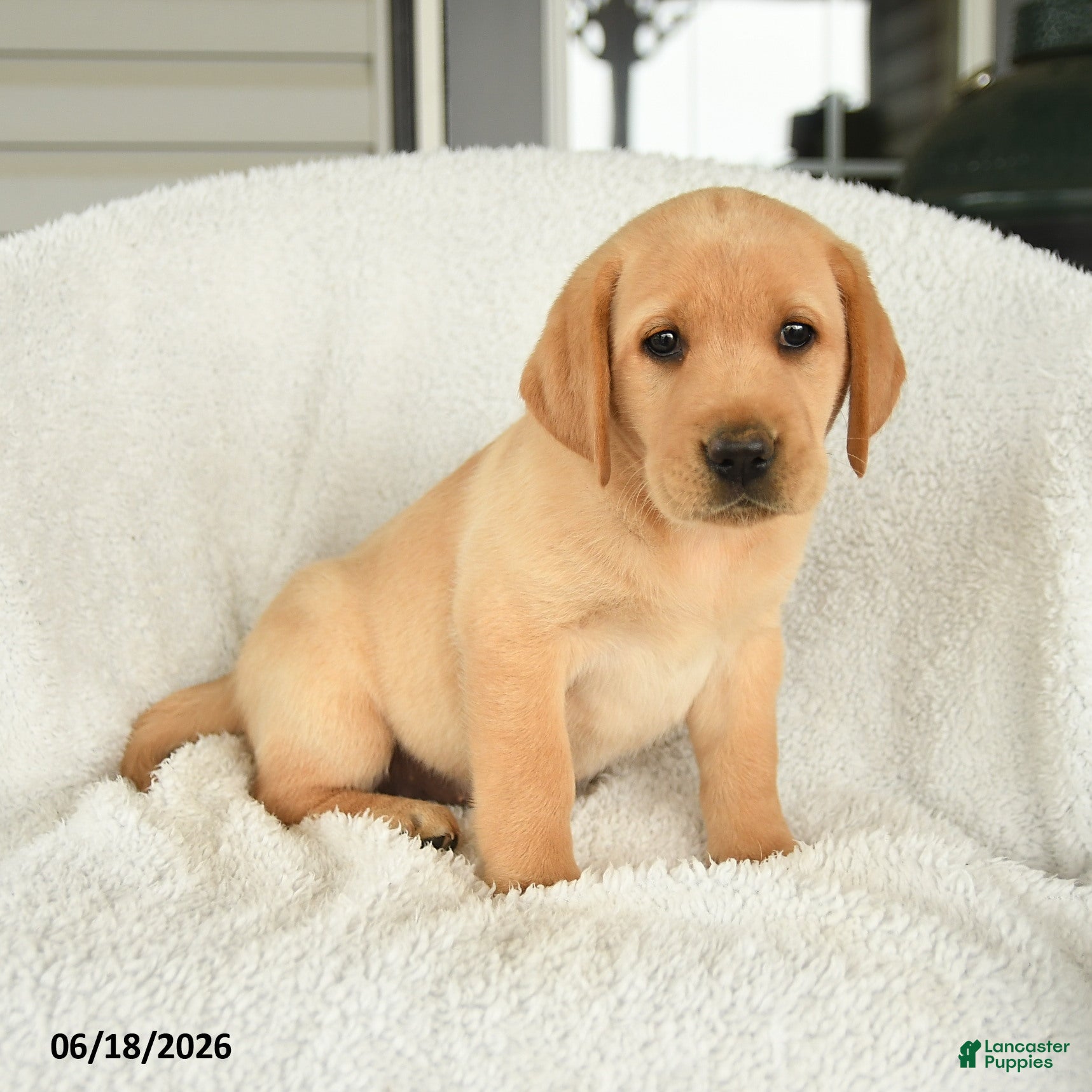 Labrador Retriever dogs Magnolia - Ad 1