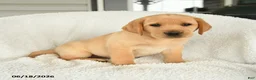 Labrador Retriever dogs for sale: Magnolia - Ad 1