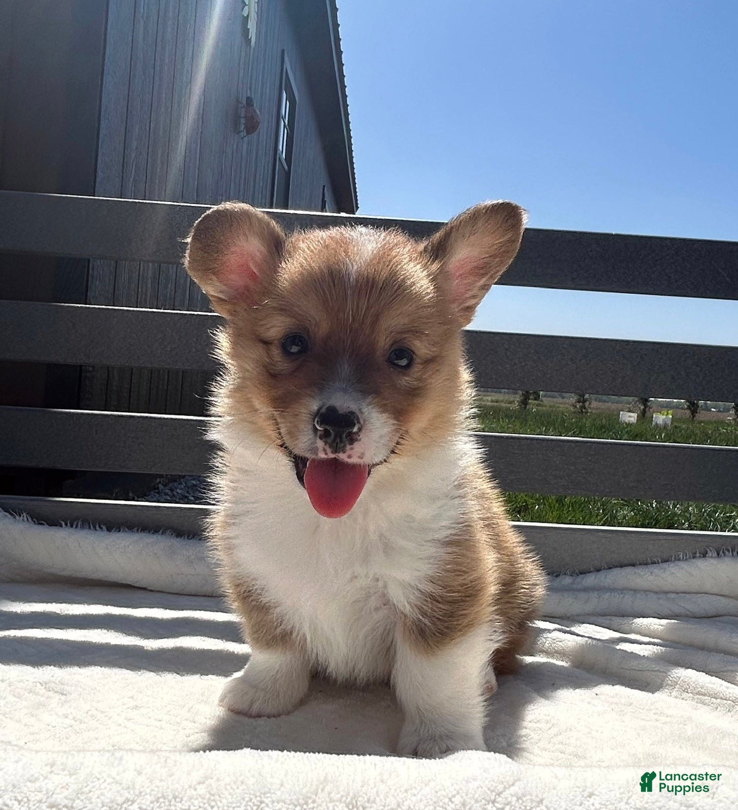 Welsh Corgi Pembroke dogs Henry Welsh Corgi Pembroke Puppy  - Ad 1