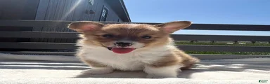 Henry Welsh Corgi Pembroke Puppy 