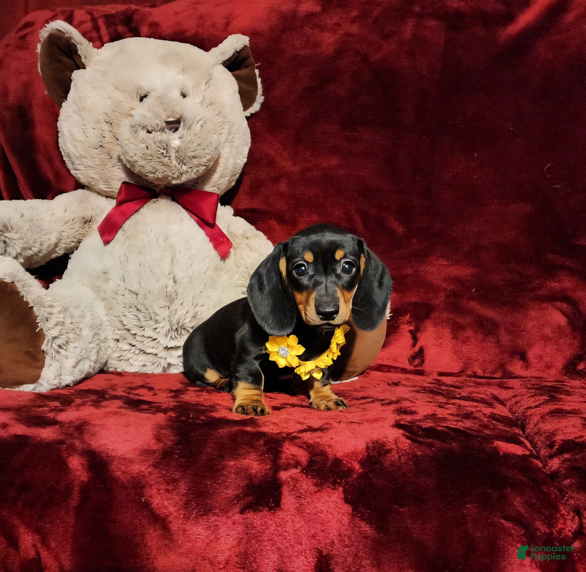 Miniature Dachshund dogs MISS MOLLY - Ad 13