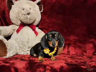 Miniature Dachshund dogs MISS MOLLY - Ad 13