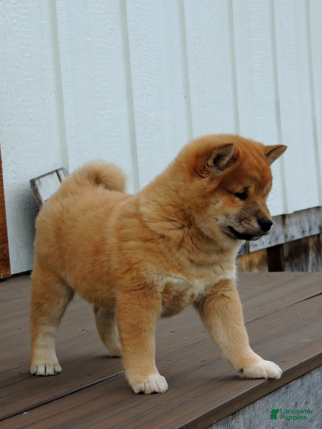 Shiba Inu dogs for sale: DAKOTA - Ad 4