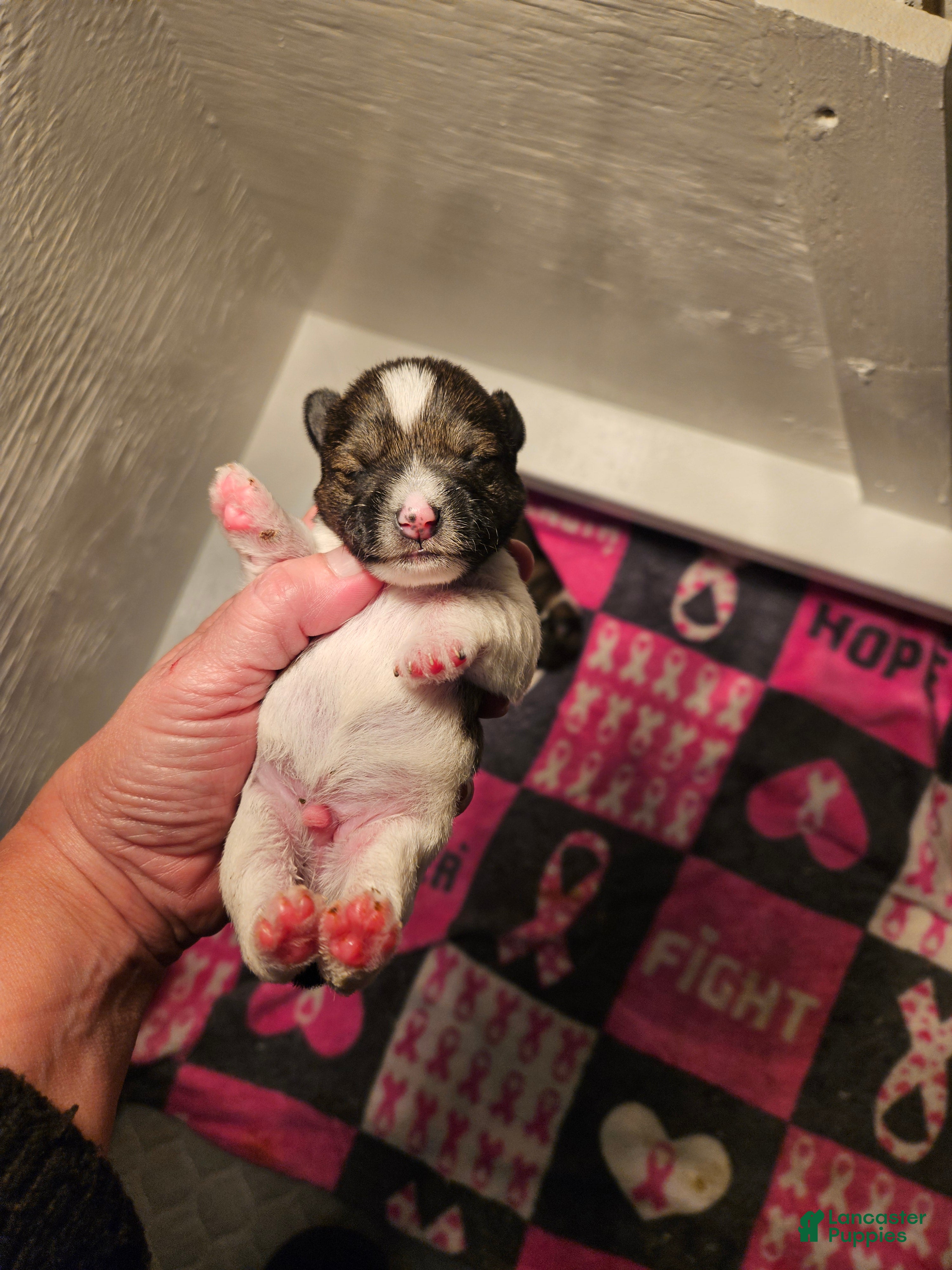 Miniature Schnauzer dogs Salt n pepper parti male  - Ad 14