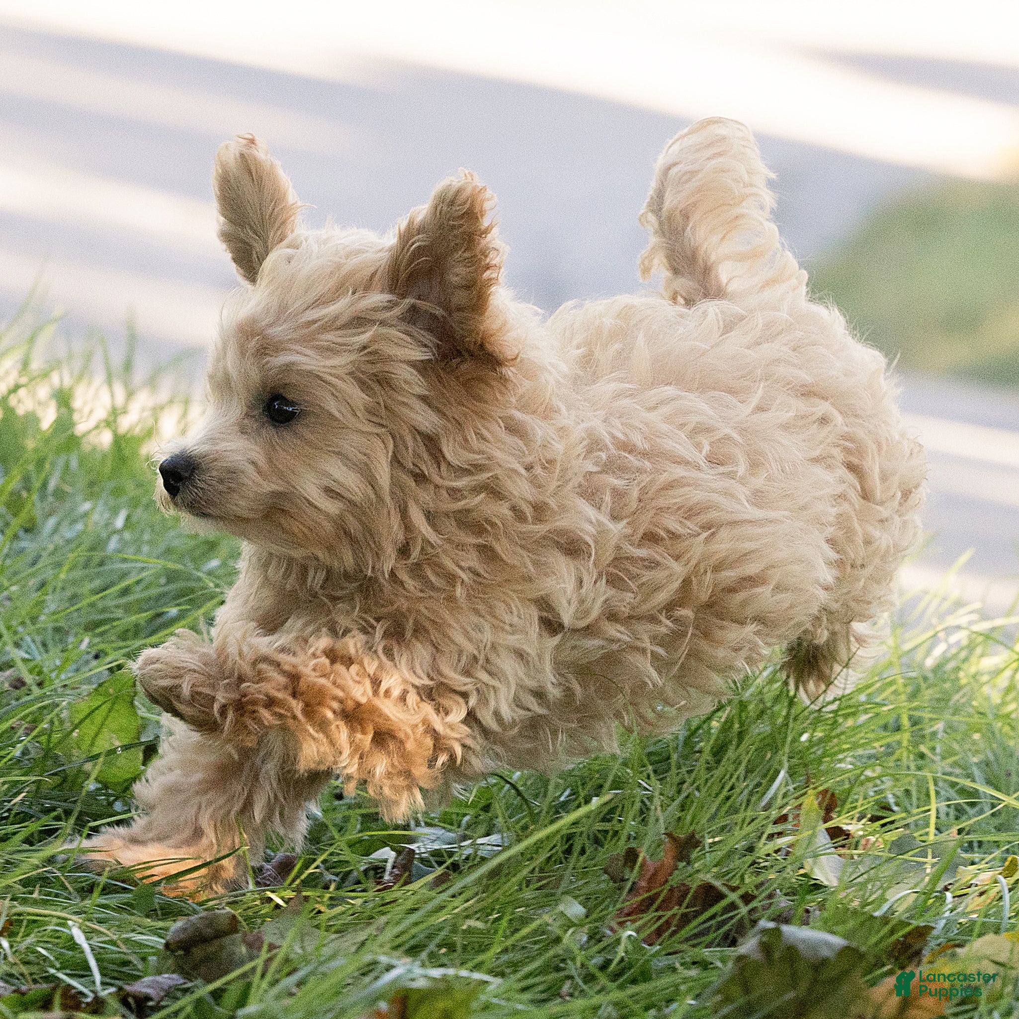 Maltipoo dogs for sale: Oscar Maltipoo  - Ad 2