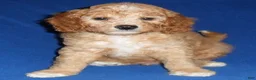 Cockapoo dogs for sale: Teddy - Ad 4