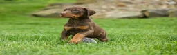Doberman Pinscher dogs for sale:  Delilah (Red Rust)🐶 - Ad 10