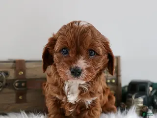Cavapoo dogs Bella - Ad 16