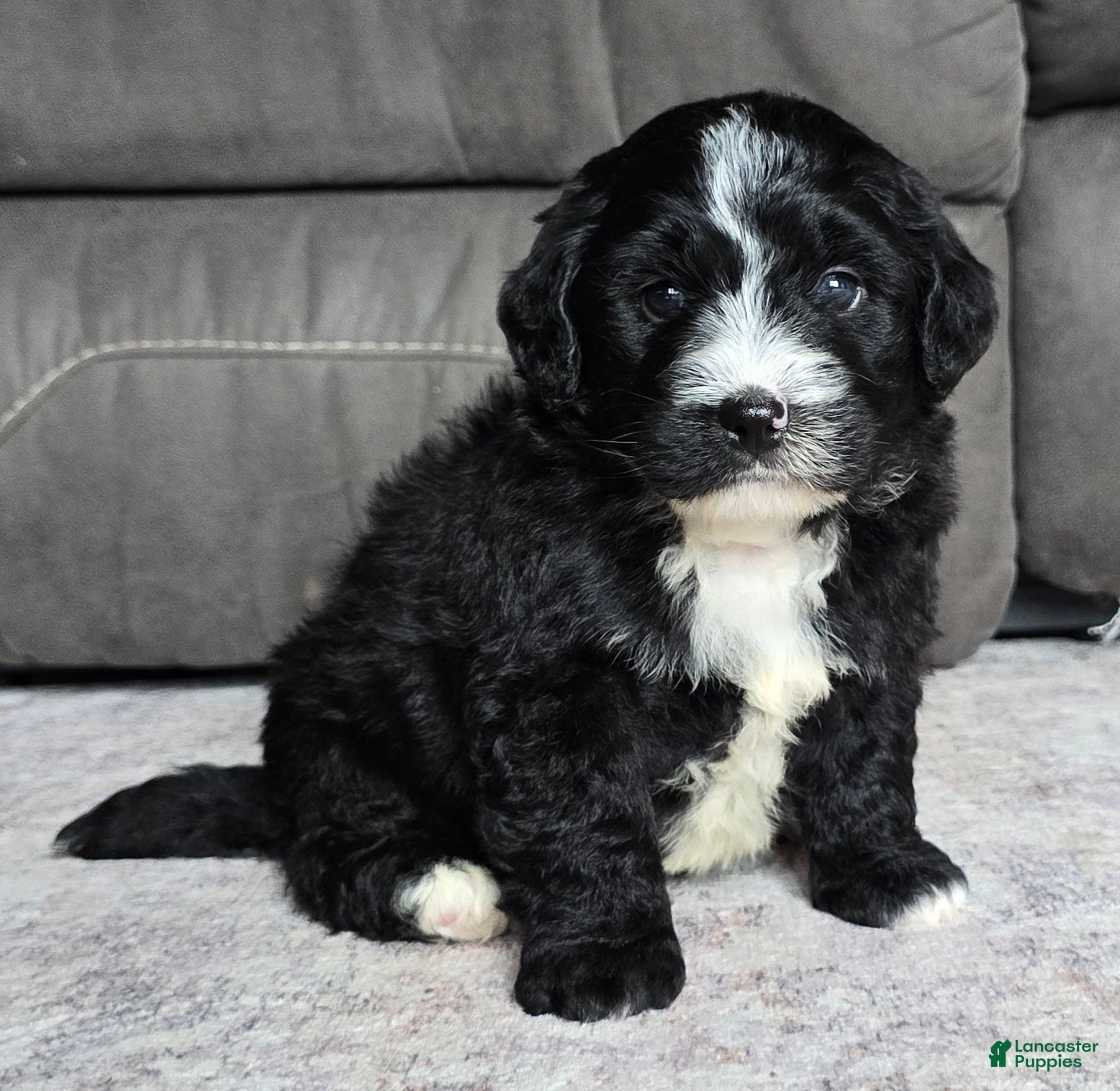 Mini Bernedoodle dogs Mini Blaze - Ad 1
