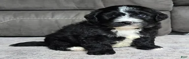 Mini Blaze
