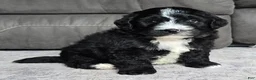 Mini Bernedoodle dogs for sale: Mini Blaze - Ad 1