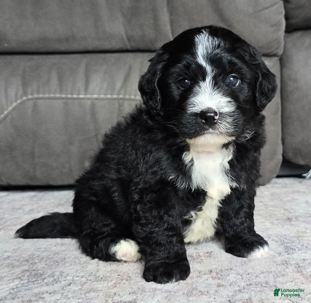 Mini Bernedoodle dogs for sale: Mini Blaze - Ad 1