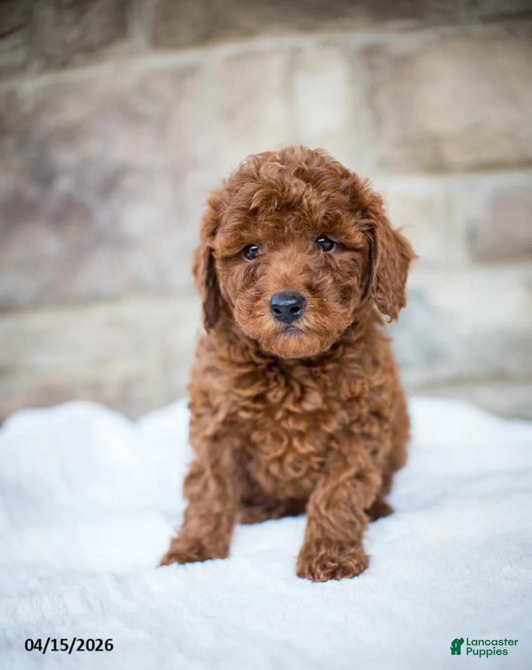 Miniature Poodle dogs for sale: Jolene - Ad 2