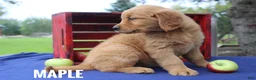Golden Retriever dogs for sale: Maple - Ad 3
