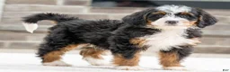 Mini Bernedoodle dogs for sale: Jack - Ad 1