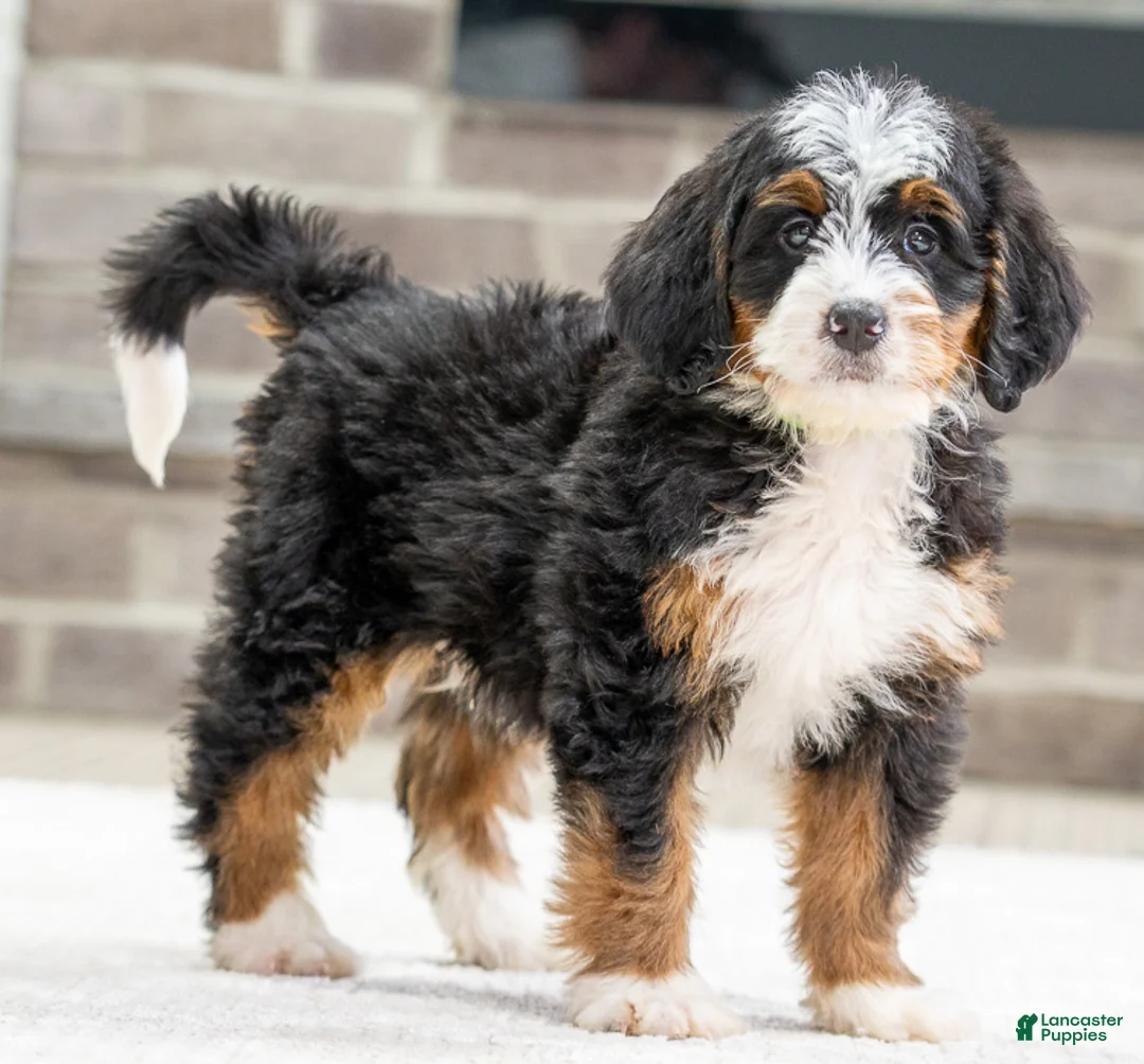 Mini Bernedoodle dogs for sale: Jack - Ad 1