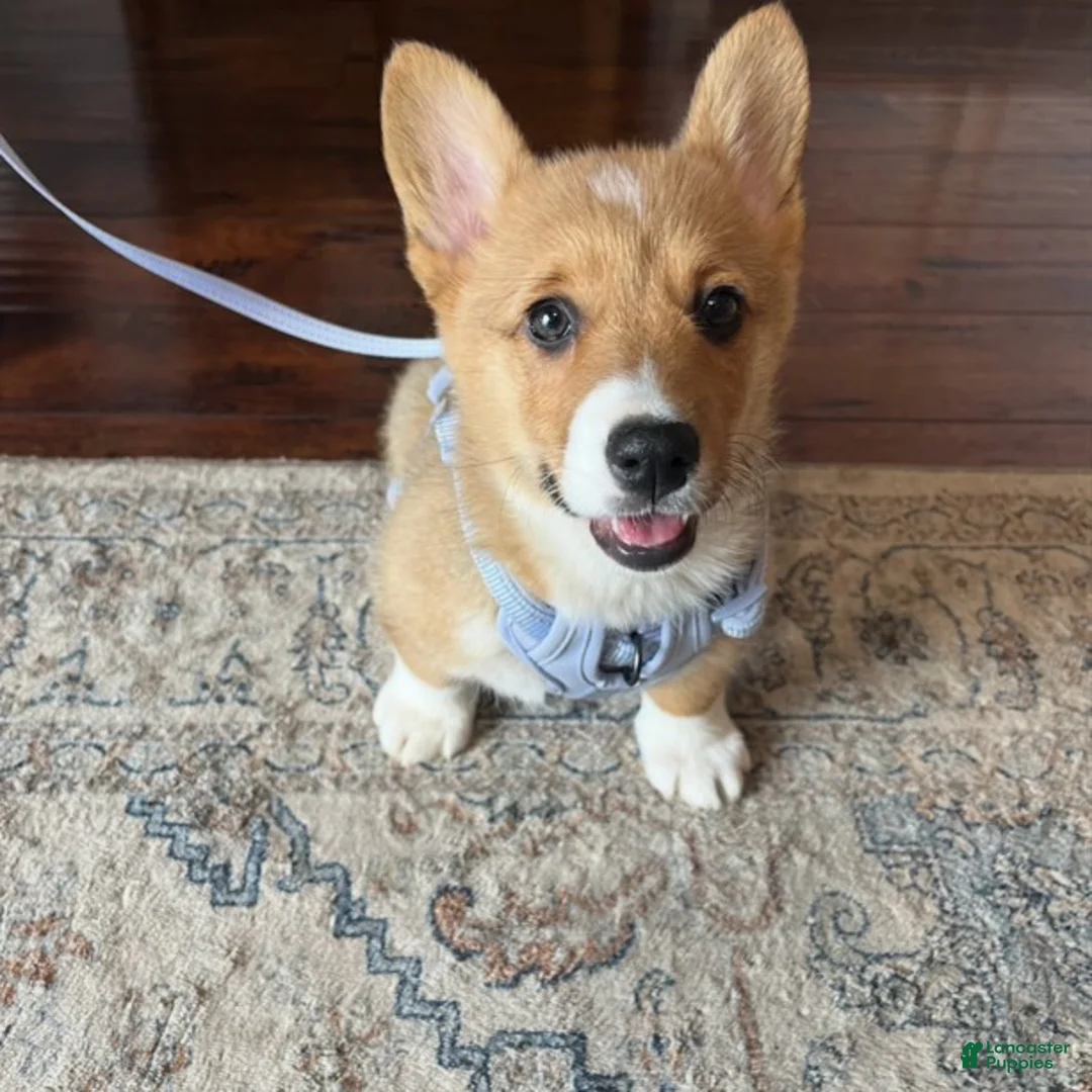 Welsh Corgi Pembroke dogs for sale: EL - Ad 5