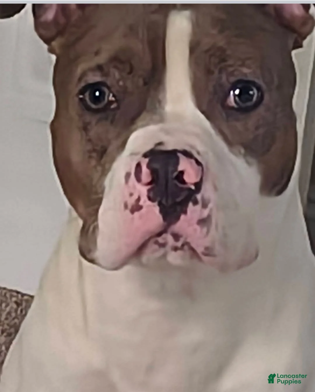 American Pit Bull Terrier dogs for sale: American Pit Bull Terrier 1 - Ad 2