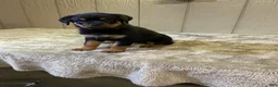 Rottweiler dogs for sale: Rottweiler 4 - Ad 3