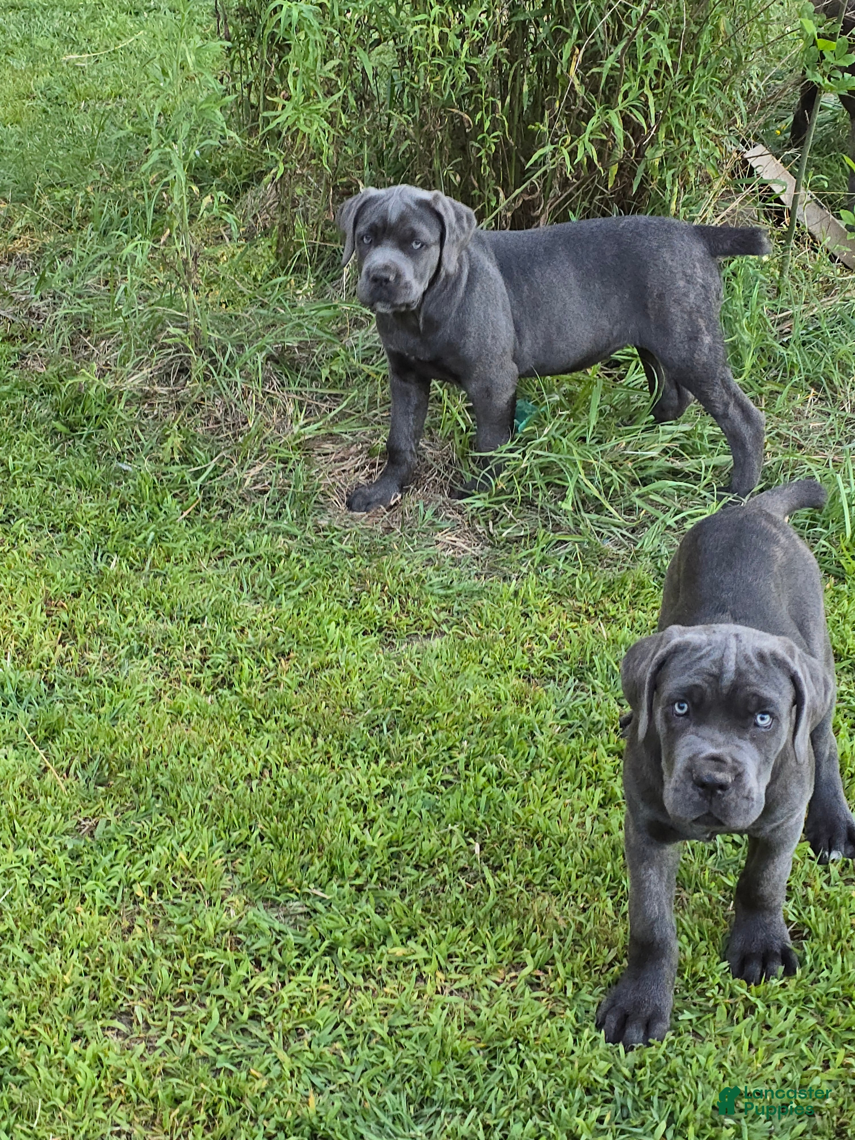 Cane Corso dogs Cane Corso Puppy 5 - Ad 1