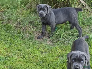 Cane Corso dogs for sale: Cane Corso Puppy 5 - Ad 2
