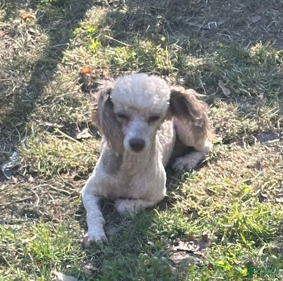 Toy Poodle dogs Toy Poodle Puppy 1 - Ad 31