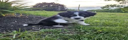 Aussiedoodle dogs for sale: Aussiedoodle Puppy 2 - Ad 2
