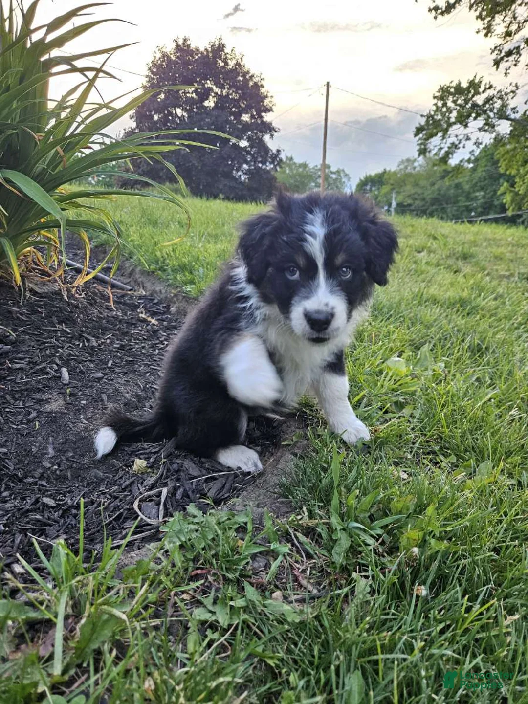 Aussiedoodle dogs for sale: Aussiedoodle Puppy 2 - Ad 2