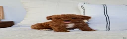 Mini Goldendoodle dogs for sale: Teddy - Ad 1