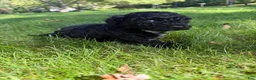 Yorkiepoo dogs for sale: Bartholomew - Ad 7