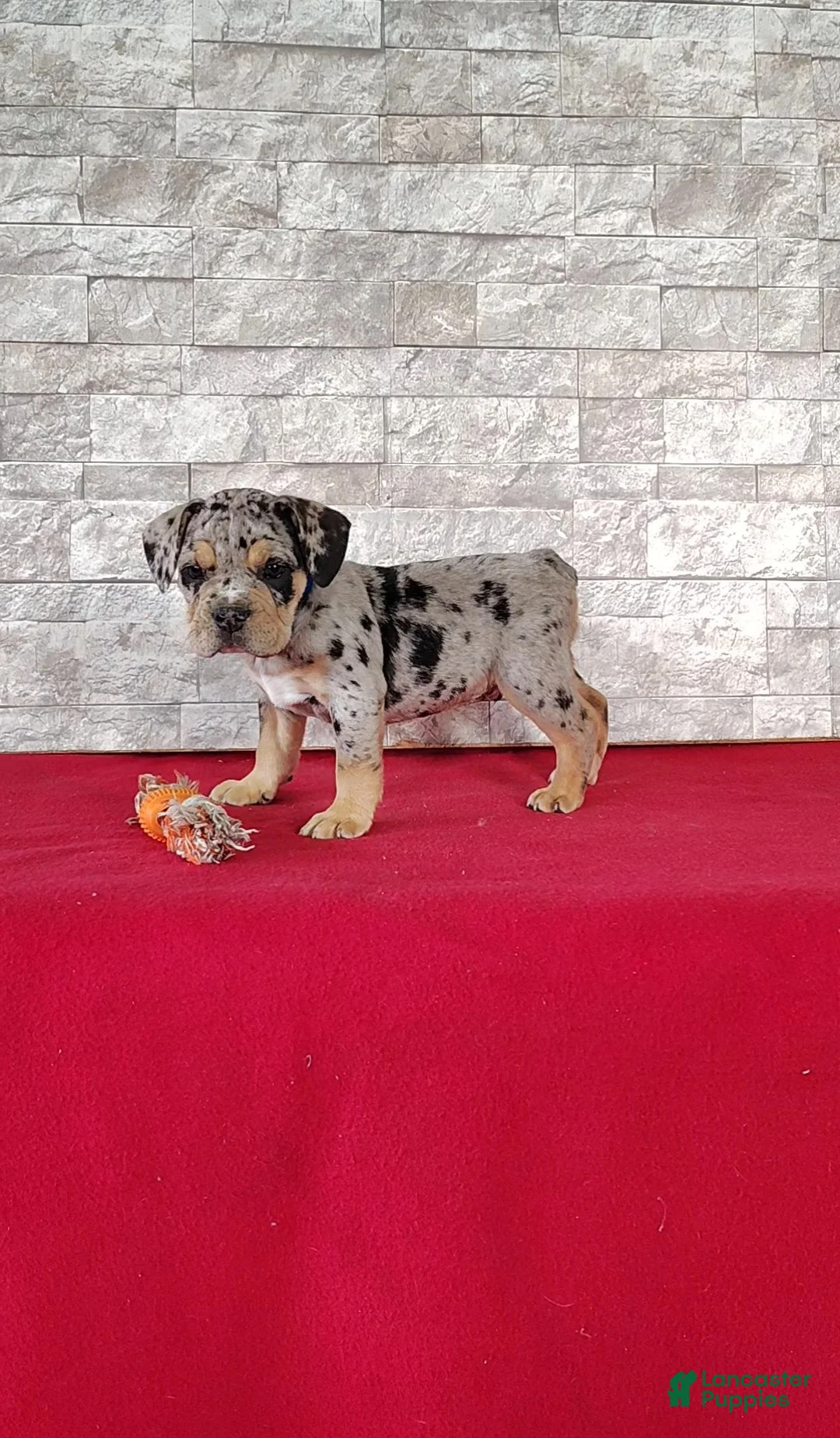 Beabull dogs for sale: Royal - Ad 1