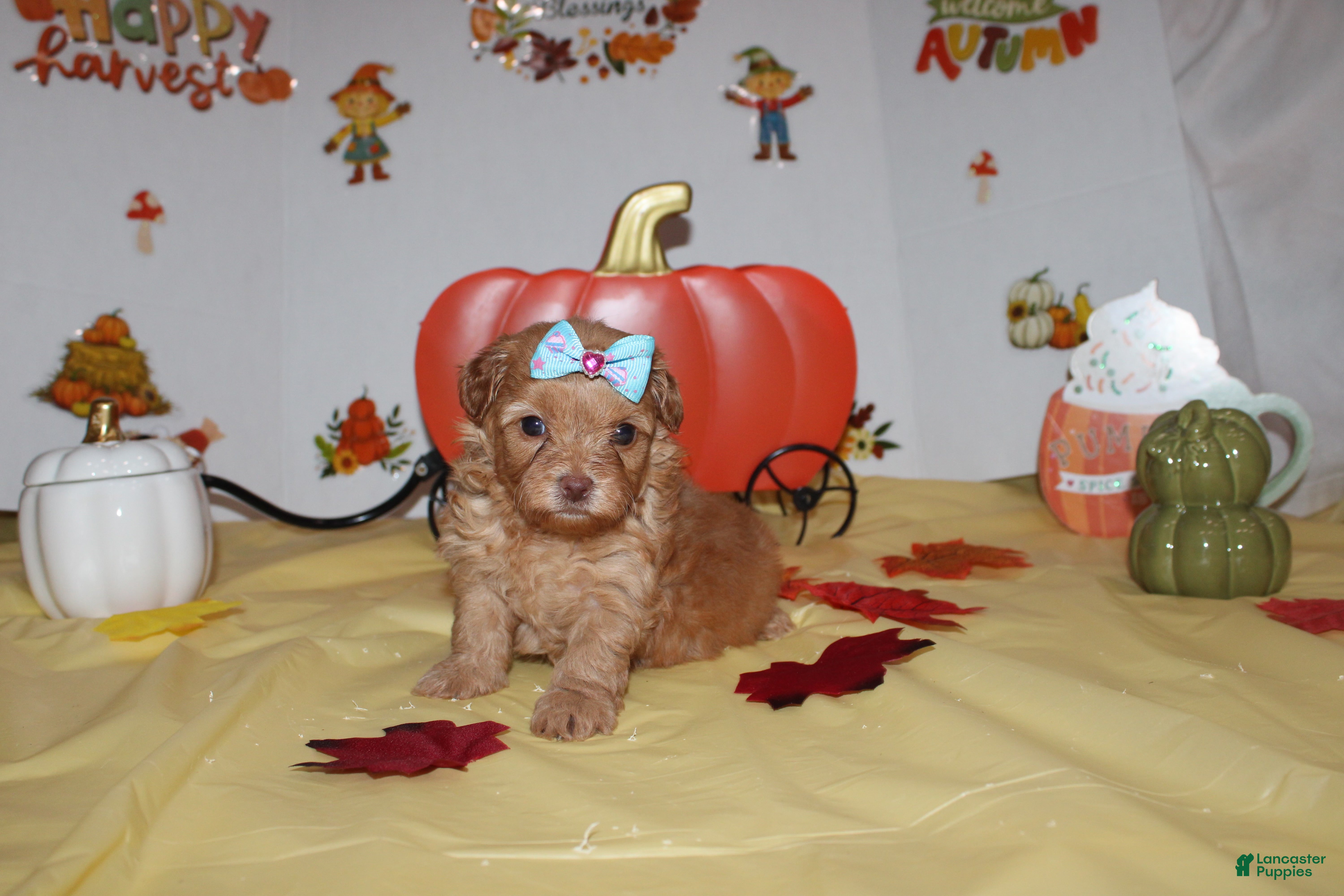 Yorkshire Terrier dogs for sale: Zoey  - Ad 34
