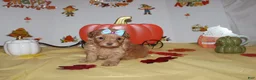 Yorkshire Terrier dogs for sale: Zoey  - Ad 1