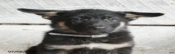 German Shepherd dogs for sale: Nova - Ad 5