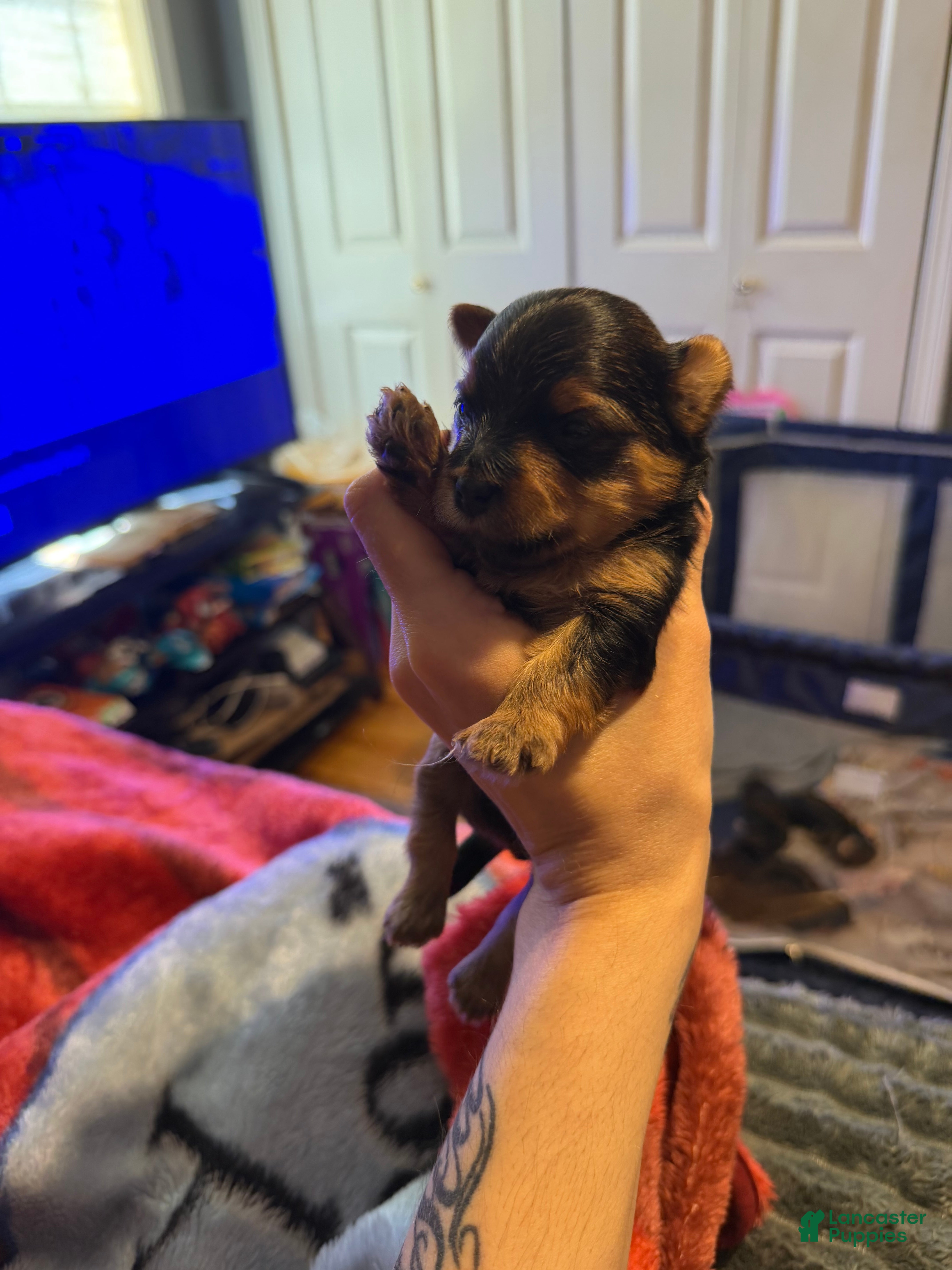 Yorkshire Terrier dogs Yorkshire Terrier Puppy 1 - Ad 8