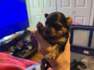 Yorkshire Terrier dogs Yorkshire Terrier Puppy 1 - Ad 37