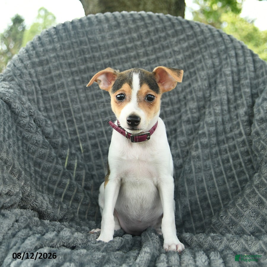 Smooth Fox Terrier dogs for sale: Diamond - Ad 4