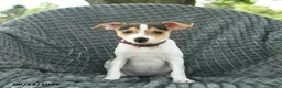 Smooth Fox Terrier dogs for sale: Diamond - Ad 1