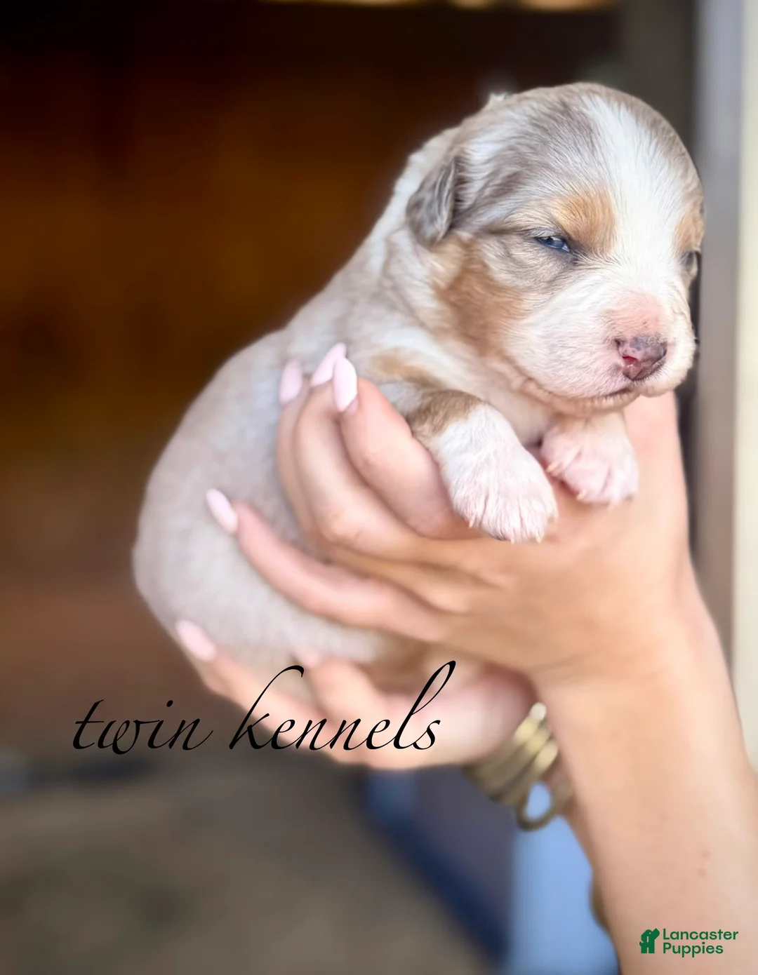 Australian Shepherd dogs for sale: Sylvia  - Ad 1