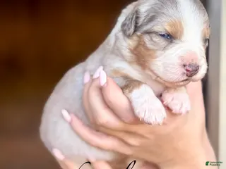 Australian Shepherd dogs for sale: Sylvia - Ad 4