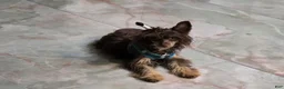 Chinese Crested dogs for sale: Chinese Crested Puppy 2 - Ad 9