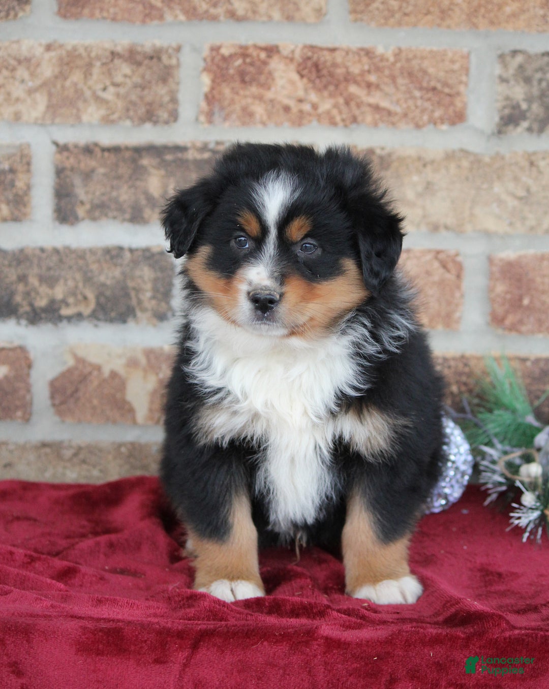 Miniature Australian Shepherd dogs for sale: Milo - Ad 3