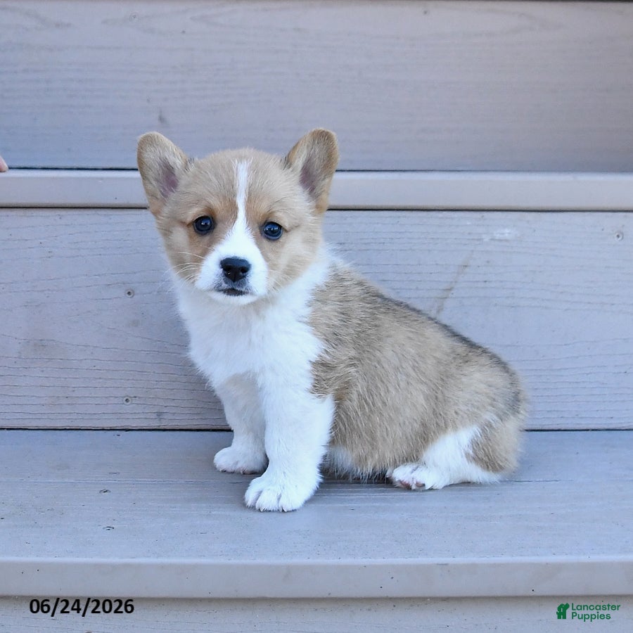 Welsh Corgi Pembroke dogs Pearl - Ad 1