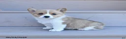 Welsh Corgi Pembroke dogs for sale: Pearl - Ad 1