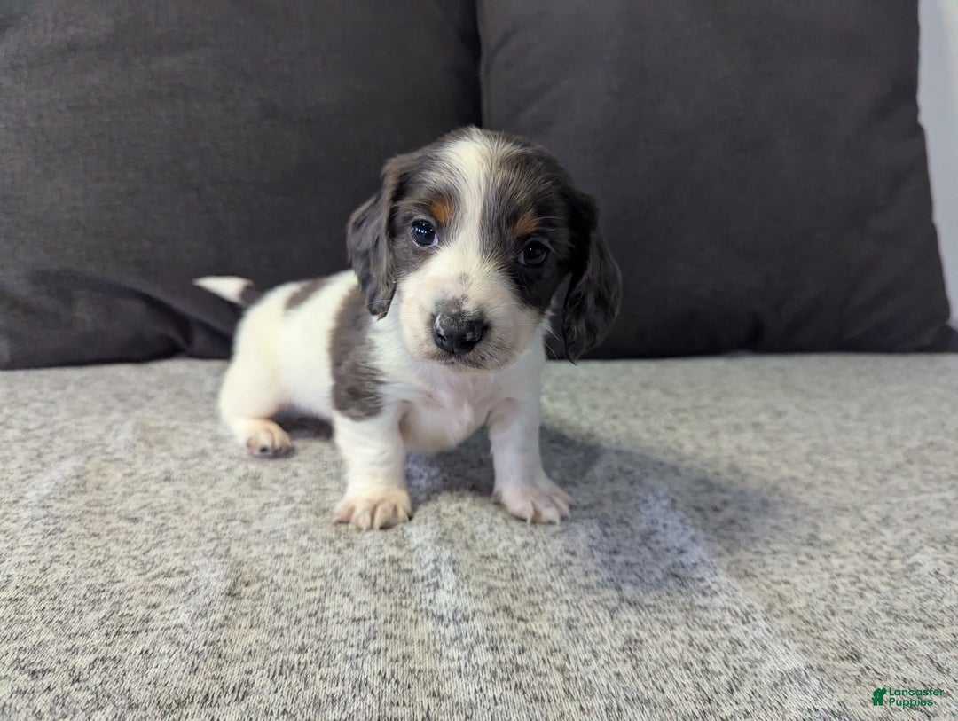 Miniature Dachshund dogs for sale: Comet - Ad 3