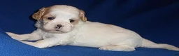 Shihpoo dogs for sale: Ripley - Ad 4
