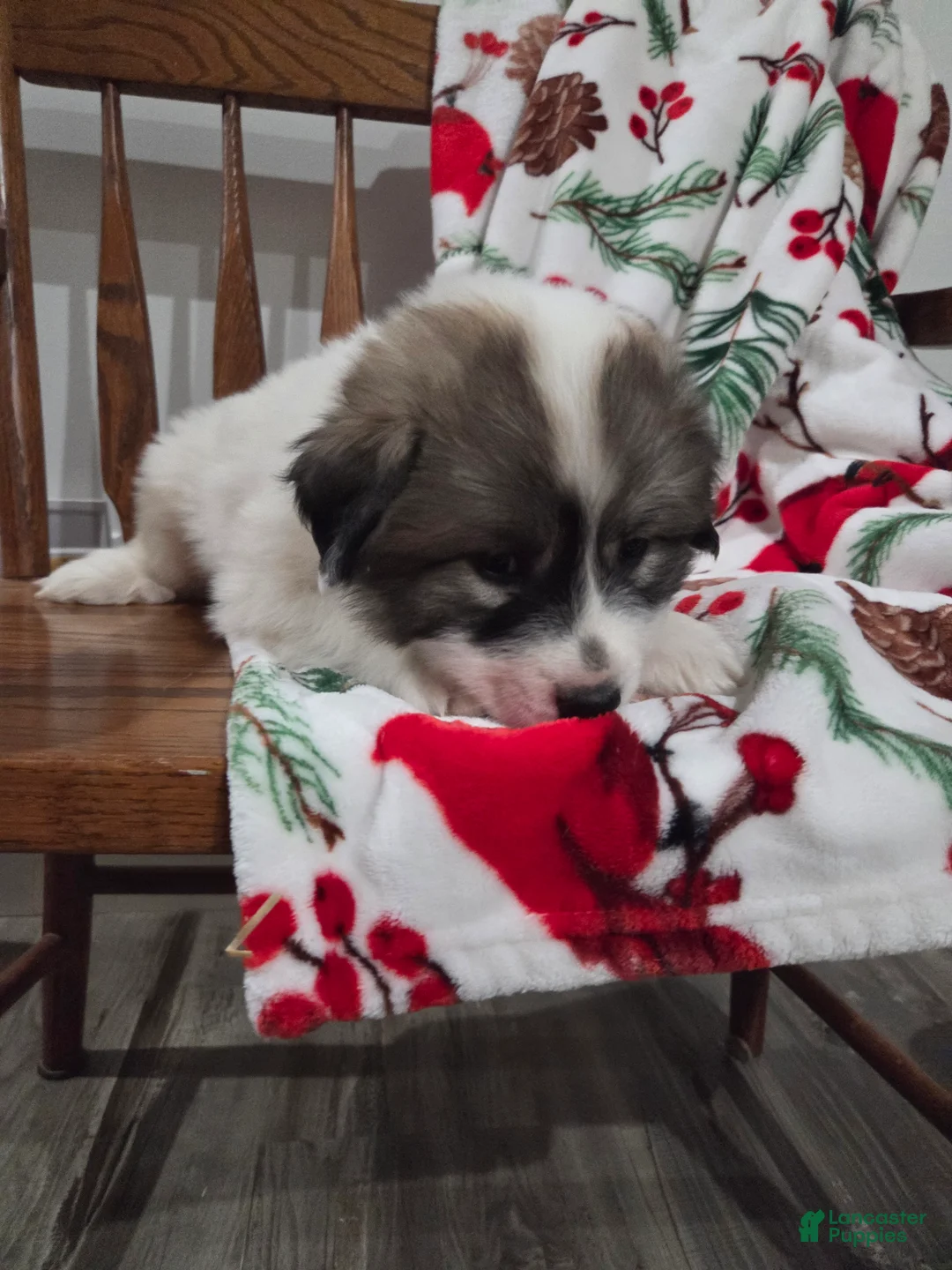Great Pyrenees dogs for sale: Rudolph - Ad 3