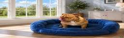 English Bulldog dogs for sale: Perfection  - Ad 3