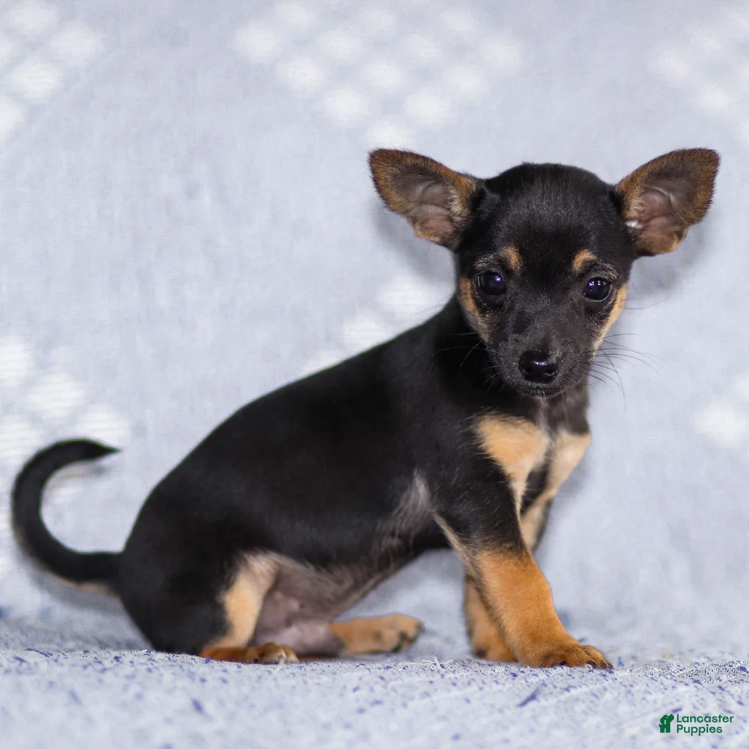 Chihuahua dogs for sale: Preston - Ad 22